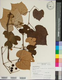 Vitis labrusca image