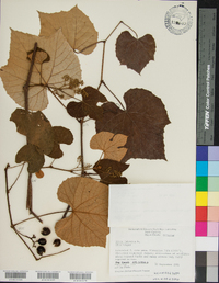 Vitis labrusca image