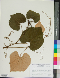 Vitis labrusca image