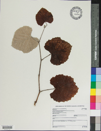 Vitis mustangensis image