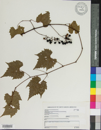 Vitis palmata image