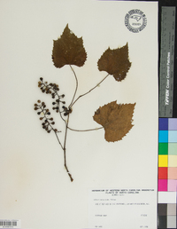 Vitis riparia image