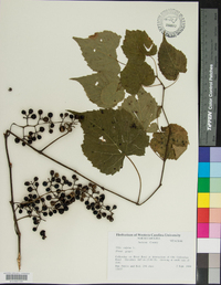 Vitis vulpina image