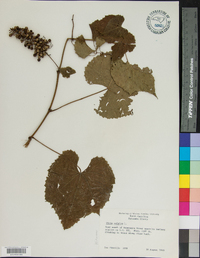 Vitis vulpina image