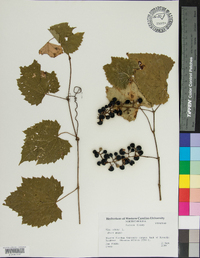 Vitis vulpina image