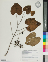 Vitis vulpina image