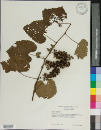 Vitis vulpina image