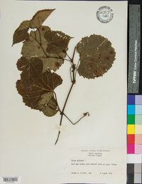 Vitis vulpina image