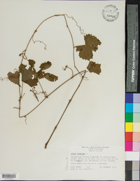 Vitis vulpina image