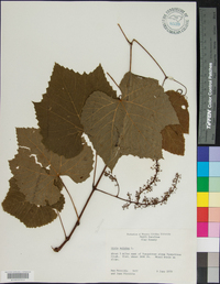 Vitis vulpina image