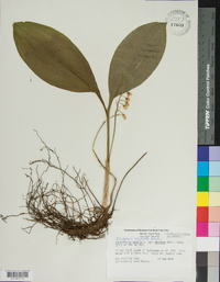 Convallaria pseudomajalis image