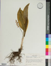 Convallaria pseudomajalis image