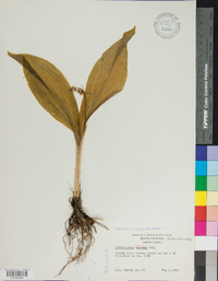 Convallaria pseudomajalis image