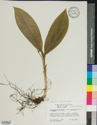 Convallaria pseudomajalis image