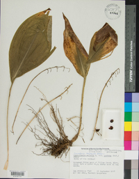 Convallaria pseudomajalis image