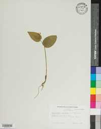 Maianthemum canadense image