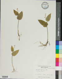 Maianthemum canadense image