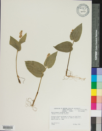 Maianthemum canadense image