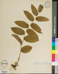 Maianthemum racemosum subsp. amplexicaule image