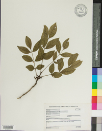 Zanthoxylum americanum image