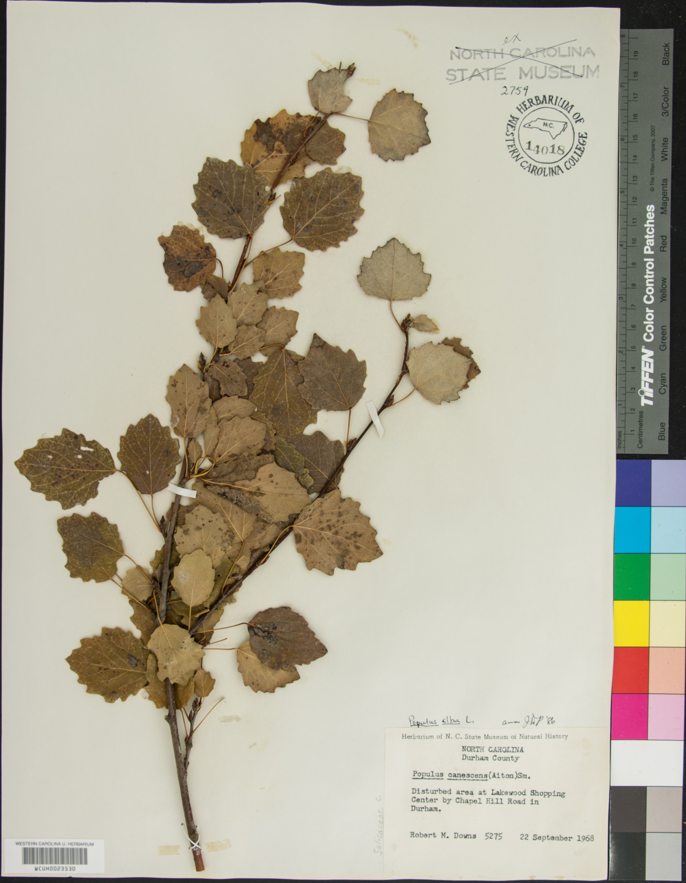 Populus × canescens image