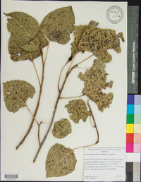 Populus deltoides subsp. deltoides image