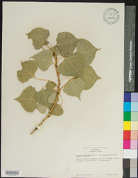 Populus deltoides subsp. monilifera image