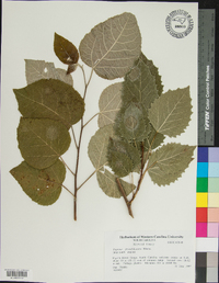 Populus grandidentata image