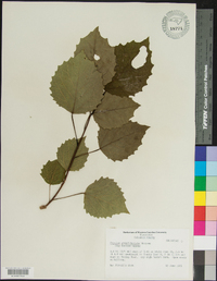 Populus grandidentata image