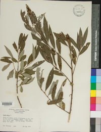 Salix alba image