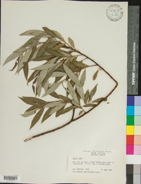 Salix alba image