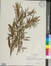Salix alba var. tristis image