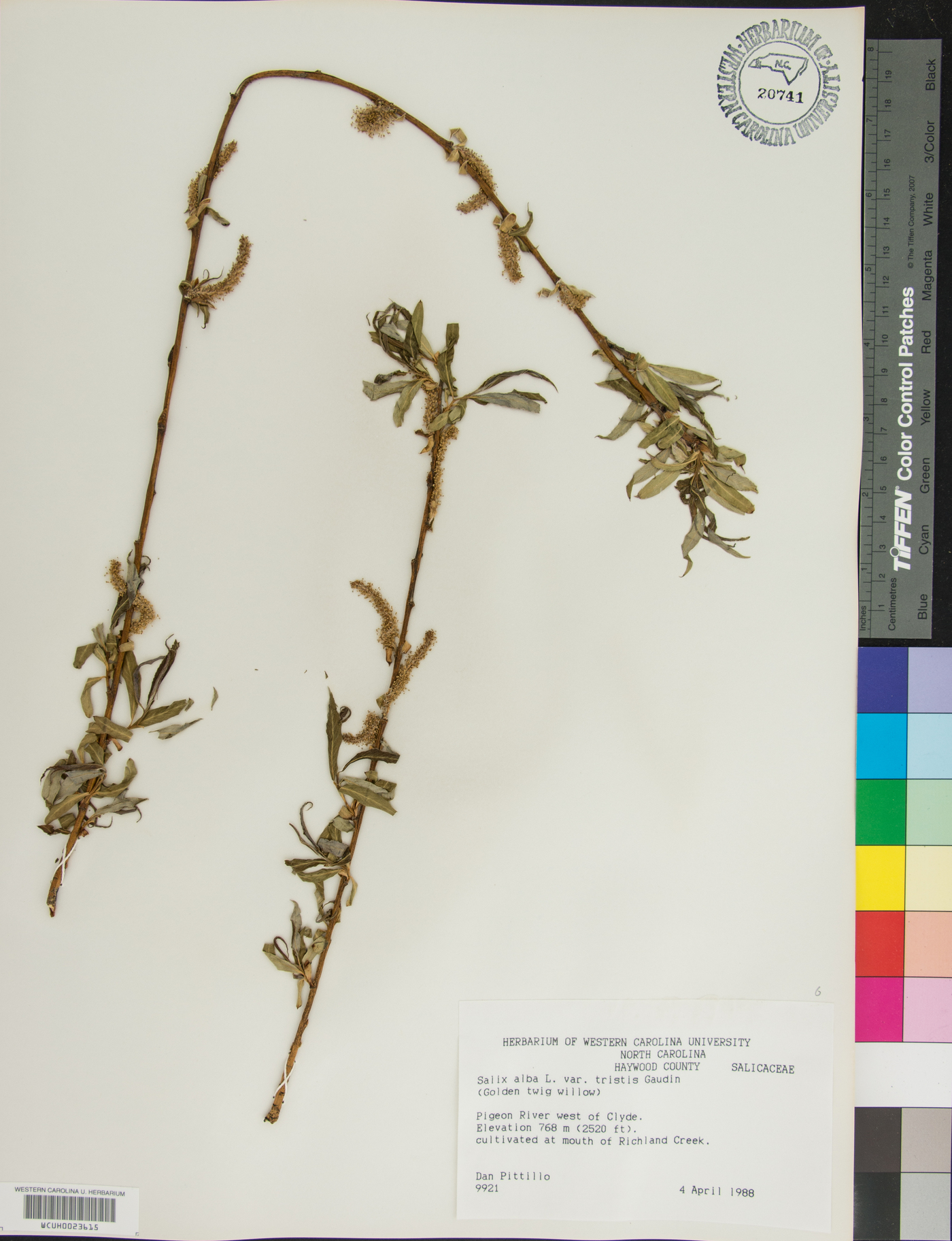 Salix alba var. tristis image