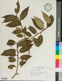 Salix amygdaloides image