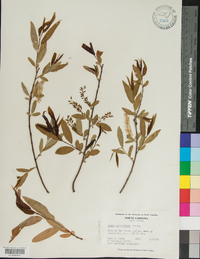 Salix caroliniana image