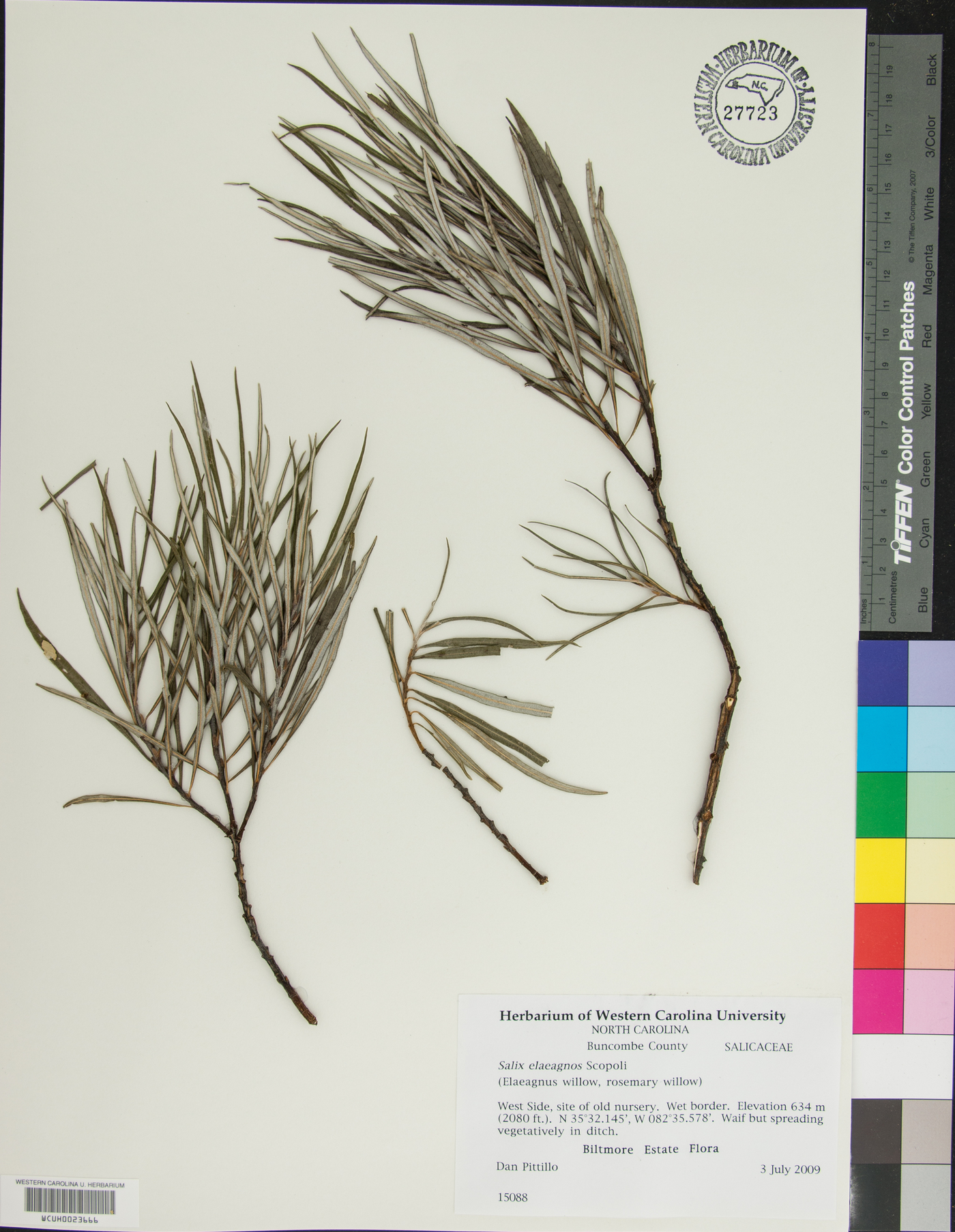 Salix elaeagnos image