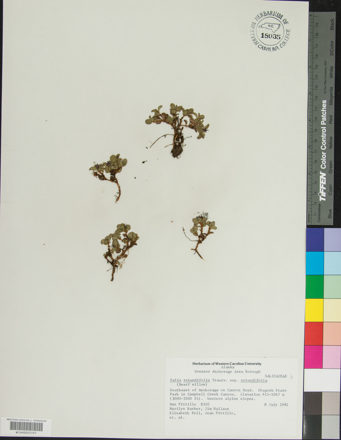 Salix rotundifolia subsp. rotundifolia image