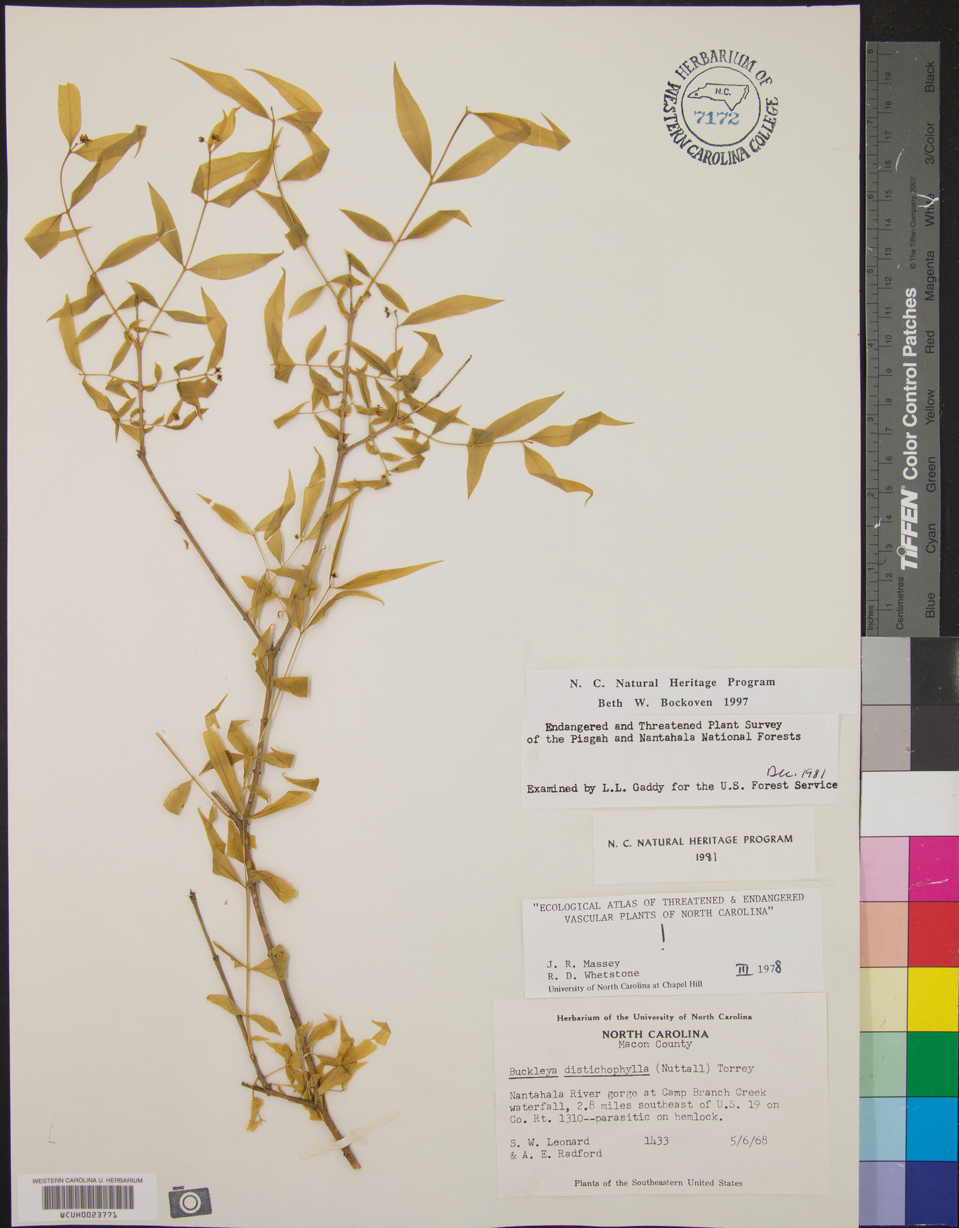 Buckleya distichophylla image