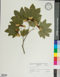 Acer circinatum image