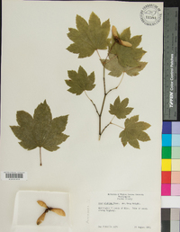 Acer glabrum image