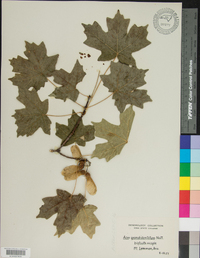 Acer grandidentatum image