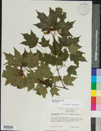 Acer leucoderme image