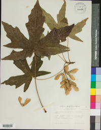 Acer macrophyllum image