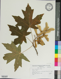 Acer macrophyllum image