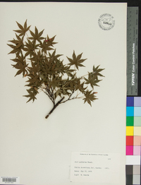 Acer palmatum image