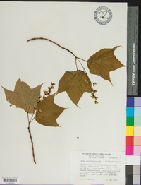 Acer pensylvanicum image