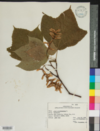 Acer pensylvanicum image
