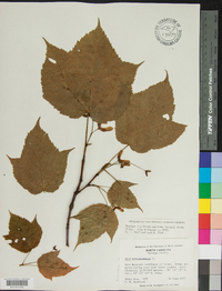 Acer pensylvanicum image