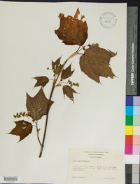 Acer pensylvanicum image