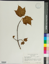 Acer pensylvanicum image